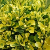 Fortune's euonymus: smaragdno zlato, haiti, harlekin, srebrna kraljica